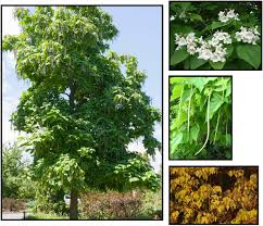 Image result for Catalpa