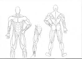 It is the anchor and support for all our muscles and even our organs. The Muscular System Coloring Pages Coloring Home