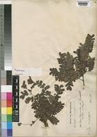 Image result for Macphersonia