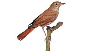 22 фразы в 7 тематиках. Www Tierstimmen De Die Nachtigall Bild De