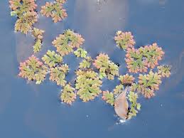 Image result for Azolla
