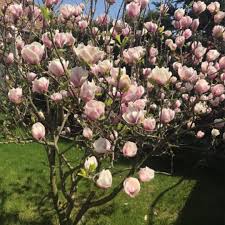 Image result for magnolia soulangeana