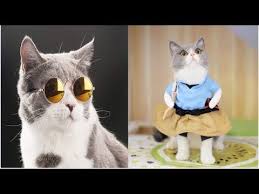 Cute And Funny Cats Videos Compilation 2020 Funny Cats Videos 2020 In 2020 Funny Cat Videos Cat Gif Funny Cats
