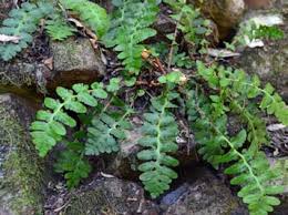 Image result for Memecylon afroschismaticum