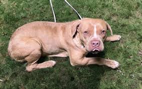 LANCASTER CA SHELTER-‼️IN DANGER NOW‼️ 🚨4/10/25 - Euth Notice sent- DUE  OUT DATE 4/13 🚨 💞 My name is Honor.#A5685954 I am described as a female,  tan Pit Bull Terrier. Age: The
