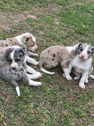 Hanging Tree Cow Dog Puppies Dogs Puppies Dog Cat