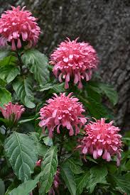 Image result for Justicia