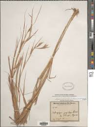 Image result for Hyparrhenia tamba