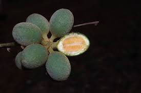 Image result for Monanthotaxis trichantha