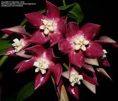 Hoya Imperialis Unusual Flowers Pretty Flowers Hoya Plants