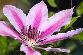 Pink and white striped clematis. Pink Striped Carnaby Clematis Blossom Photograph By Kathy Clark