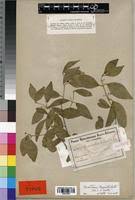 Image result for Hippocratea longipetiolata