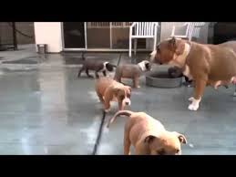 Dog food in india is expensive, a cost that you cannot ignore. Bully Pitbull Puppies Price Pet S Gallery