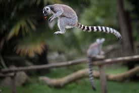 This makes them one of most endangered groups of animals on earth. Almost All Madagascar S Lemur Species Face Extinction According To Experts Daily Sabah