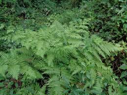 Paku pakis ialah tumbuhan vaskular tidak berbiji yang tergolong bersama pakis yang lain dalam alam tumbuhan yang digelar pteridophyta. Green Fern Polypodiopsida Paku Pakis Polypodiophyta With Stock Photo Picture And Royalty Free Image Image 147893387