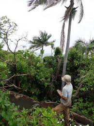 Image result for Pyrostria bibracteata