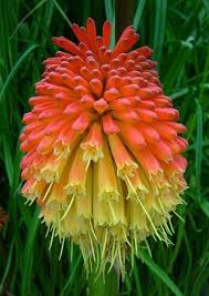 You are considering visiting the city and now you are calling to find out more information. Kniphofia Tritoma Red Hot Poker Torch Lily And Poker Plant Flower Seeds Beautiful Flowers Unusual Flowers