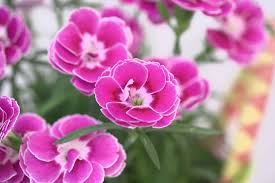 Image result for Dianthus