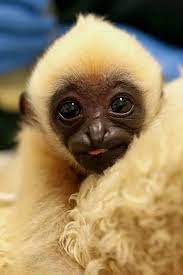 Maybe you would like to learn more about one of these? Love That Face Cute Animals Cute Animal Photos Baby Animals