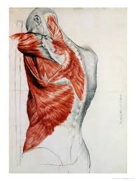 The right half of the torso shows the skin. Human Anatomy Muscles Of The Torso And Shoulder Giclee Print Pierre Jean David D Angers Art Com