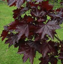 We did not find results for: Crimson King Maple Acer Platanoides Tree Nursery Uk