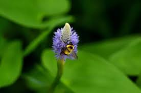 You can easily make your own citrus spray at home to stop bees from entering your house. Kzz Rgtrqhx5 M