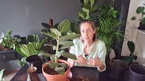 It can take up an entire corner of an apartment or office building. Repotting Ficus Audrey Youtube