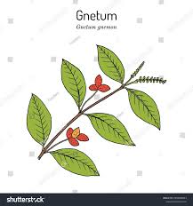 Image result for Gnetum