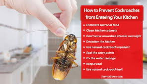 How To Prevent Cockroaches From Entering Your Kitchen Servicesutra Pest Control Prevention Cockroaches