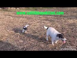 Jack Russel Terrier Yavru Bakimi Guncel Yavru Jack Russell Terrier Icin Bizlere Ulasabilirsiniz