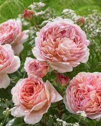 Rose Abraham Darby Beautiful Roses David Austin Roses Flower Garden