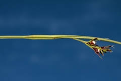 Image result for Scleria foliosa