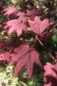 Exceptional landscape or japanese garden planting. Red Leaf Japanese Maples Mendocino Maples Nursery