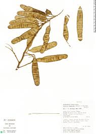 Image result for Albizia niopoides