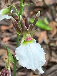 Image result for Eulophia guineensis