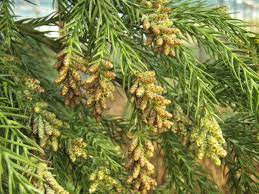 We did not find results for: Baumschule Eggert Blutenstraucher Baumschulen Heckenpflanzen Cryptomeria Japonica