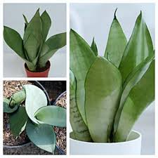 Tanaman yang satu ini biasa nya ditanam karena mampu menyerap kotoran dari dalam rumah dan dapat menetralisir udara. Tanaman Hias Sansevieria Trifasciata Moonshine Lidah Mertua Silver Tanaman Bunga Sukulen Succulent Shopee Indonesia