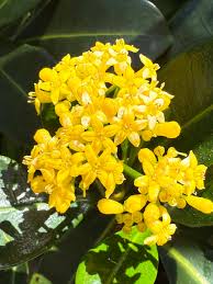 Image result for Psychotria capensis