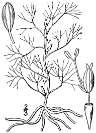 Image result for Podostemaceae