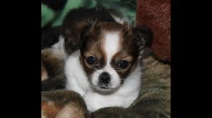 The average cost of acquiring a shih tzu chihuahua mix puppy typically falls between $150 to $750. Shichi Chihuahua Shih Tzu Mix Cutest Puppy Ever Youtube