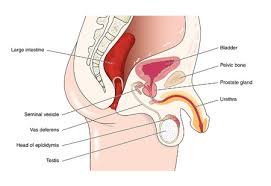 Respiratory, cardiovascular, endocrine, reproductive, etc. Male Anatomy Stock Illustrations Cliparts And Royalty Free Male Anatomy Vectors