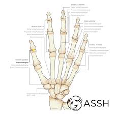 These are all the terms from all the bone flashcards combined!! Body Anatomy Upper Extremity Joints The Hand Society