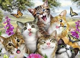 Ebis Tarafindan Cats Panosundaki Disney Cizimleri Goruntusu Resimler Hayvan Resimleri