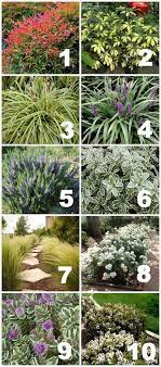 Native Drought Tolerant Plants For Your Yard Front Yard Plants Drought Tolerant Garden Plants