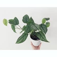 Monstera Siltepecana Trees To Plant Pretty Plants House Plant Pots