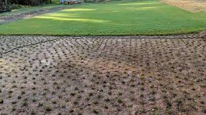 We at superior sod and garden supply (www.superiorsodnc.com) have been privileged to be an authorized grower and dealer by the developers of empire zoysia. Planting Tiftuf Bermuda Grass Plugs From Sod Using The Proplugger Bermuda Grass Grass Plugs Planting Grass