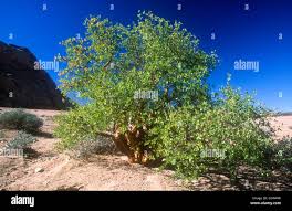 Image result for Commiphora caerulea