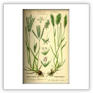 Image result for Anthoxanthum nivale