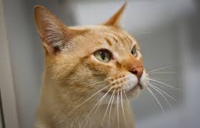Contact australian mist cat association on messenger. Australian Mist Easy To Follow Guide And Expert S Advice