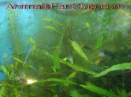 بالصور الطحالب و انواعها وطرق أستخدمها بدول العالم منتديات درر العراق